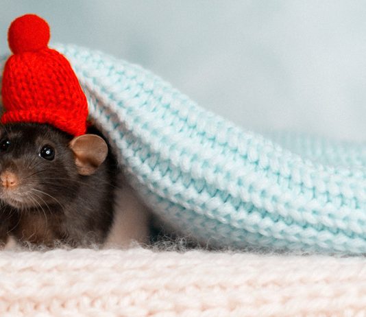 Как избавиться от мышей? - Животные Как избавиться от мышей?