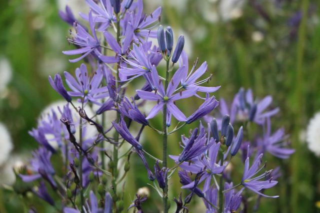 Камассия квамаш (Camassia quamash) Камассия квамаш (Camassia quamash)