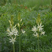 Камассия Лейхтлина «Альба» (Camassia leichtlinii 'Alba') Камассия Лейхтлина «Альба» (Camassia leichtlinii 'Alba')