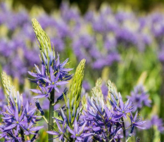 Камассия — уход за многолетником и его выращивание