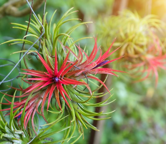 Тилландсия — всё о выращивании и уходе в домашних условиях - Редкие и необычные Комнатное растение без горшка — все о выращивании тилландсии