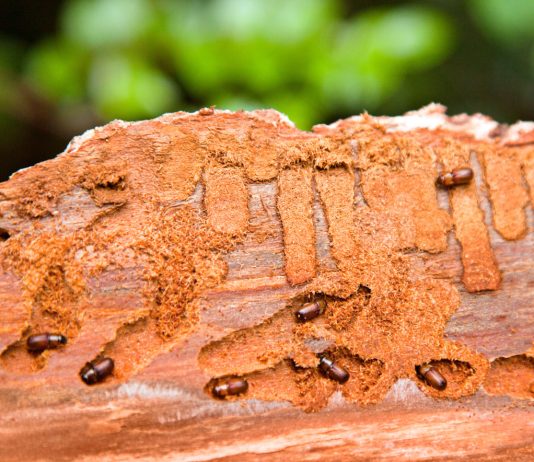 Стволовые вредители — кто грызёт деревья изнутри и как с ними бороться?