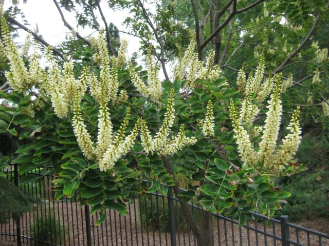 Маакию амурская (Maackia amurensis) Маакию амурская (Maackia amurensis)