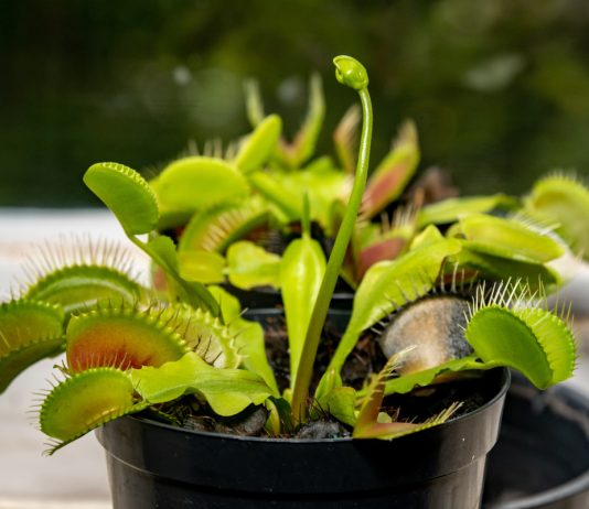 Не как у всех — необычные комнатные растения