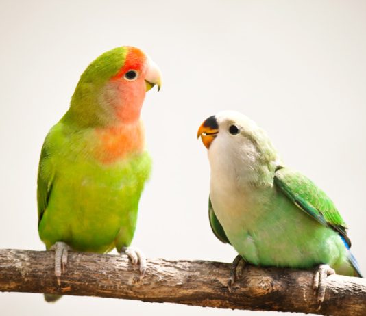 Попугаи-неразлучники: птицы, которые умеют любить