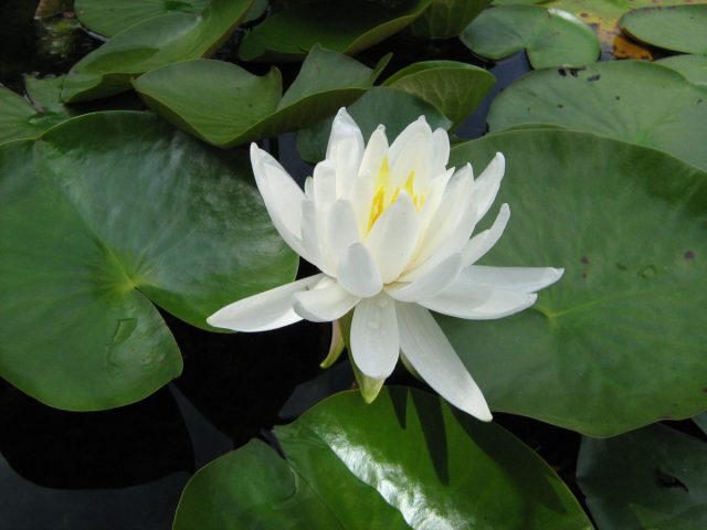 Нимфея «Каролиниана Нивея» (Nymphaea 'Caroliniana Nivea')