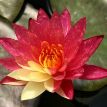 Нимфея «Ванвиса» (Nymphaea 'Wanvisa')