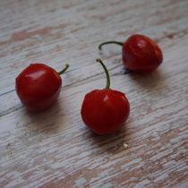 Плоды «Хабанеро Эквадориан Свит» (Capsicum Chinense 'Ecuadorian sweet')