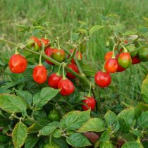 Перец китайский «Хабанеро Эквадориан Свит» (Capsicum Chinense 'Ecuadorian sweet')