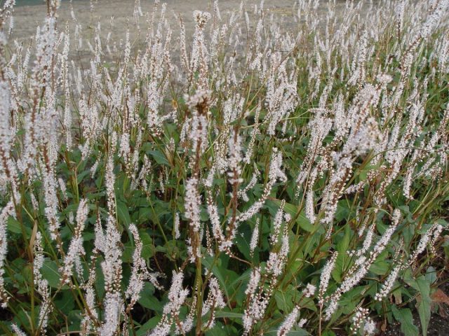 Очень красивый сорт горца стеблеобъемлющего «Альба» (Persicaria amplexicaulis 'Alba') цветет тонкими пушистыми колосками