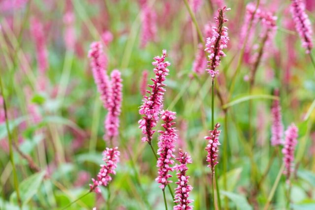 Горец сечевидный «Хай сошейт» (Persicaria amplexicaulis 'High Society') может вырасти до 1,20 м в высоту во время цветения