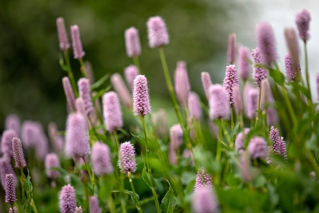 Горец змеиный «Суперба» (Persicaria bistorta 'Superba')