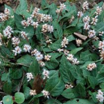 Персикария тонкостебельная (Persicaria tenuicaulis)
