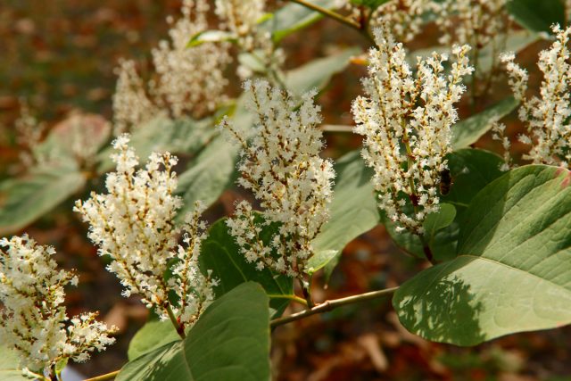 Горец Вейриха (Persicaria weyrichii) цветет белыми соцветиями в виде сомкнутых перьев