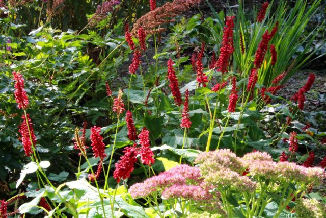Горец сечевидный «Калиенти» (Persicaria amplexicaulis 'Caliente') достигает высоты 70 см и такой же в ширину