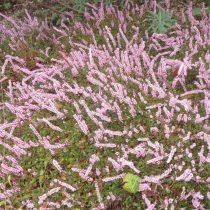 Горец брусниколистный (Persicaria vacciniifolia)