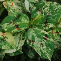 Персикария вергинская "Пэйнтерс палетте"(Persicaria virginiana var. filiformis 'Painters Palette')