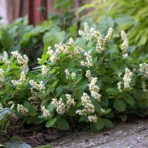 Персикария кахилл (Persicaria kahil)