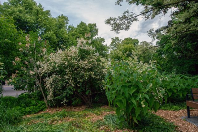 По настоящему гигантским видом является горец изменчивый (Persicaria polymorpha)
