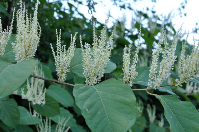 Рейнутрия сахалинская (Reynoutria sachalinensis)