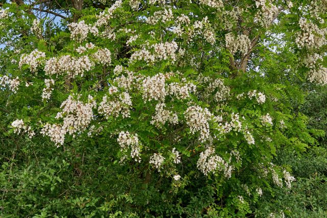 Белая акация, или робиния ложноакациевая (Robinia pseudoacacia) Белая акация, или робиния ложноакациевая (Robinia pseudoacacia)