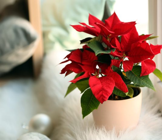 Рождественская звезда на подоконнике — как выбрать пуансеттию?
