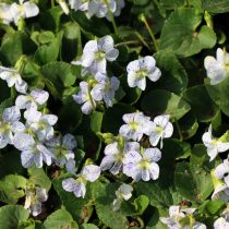 Сорт фиалки сестринской «Фреклес» (Viola sororia 'Freckles') Сорт фиалки сестринской «Фреклес» (Viola sororia 'Freckles')