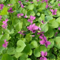 Сорт фиалки сестринской «Рубра» (Viola sororia 'Rubra') Сорт фиалки сестринской «Рубра» (Viola sororia 'Rubra')
