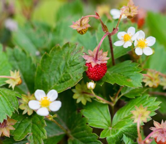 Земляника и клубника — новоявленная лапчатка