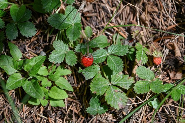 Лесная земляника (Fragaria vesca), или земляника обыкновенная растёт по всей лесной и лесостепной зоне европейской части России, в Сибири и на Кавказе