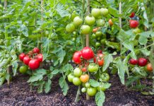 10 опасных болезней томатов