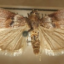Acrobasis consociella