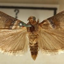 Acrobasis tumidana