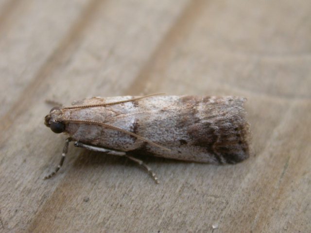 Западный Кавказ населяют Acrobasis glaucella. Размах ее крыльев достигает 23 мм.