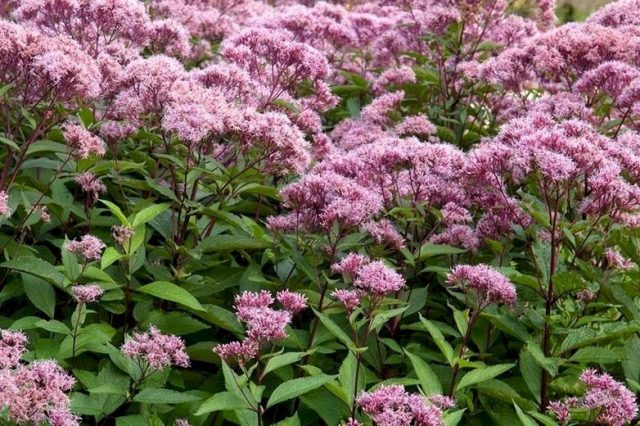 Сорт посконника пятнистого «Атропурпуреум» (Eupatorium maculatum 'Atropurpureum')