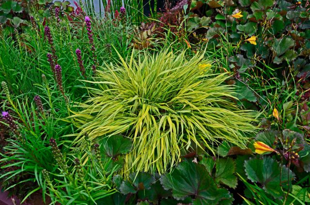 Изящная листва сорта «Ауреола» (Hakonechloa macra ‘Aureola’) сочетает золото и темноту зелени. Сильный контраст золотисто-зеленого цвета наиболее заметен в полутени