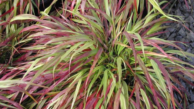 Название сорта хаконехлои «Бени Казе» (Hakonechloa macra ‘Beni Kaze’) с японского языка переводится как «красный ветер»