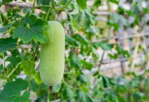 Из тыквенной родни можно попробовать выращивать бенинказу (Benincasa hispida