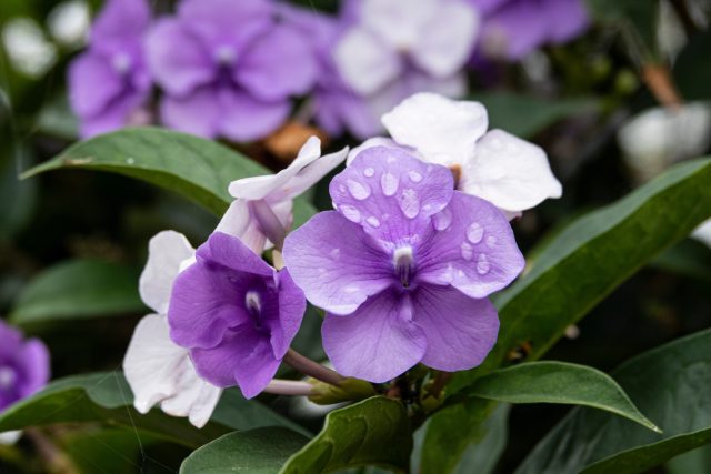Брунфельсия (Brunfelsia)