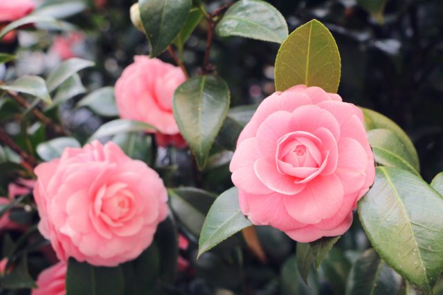Камелия (Camellia)