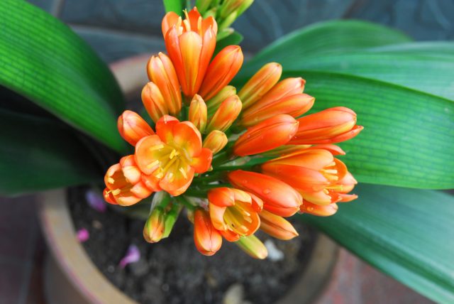 Кливия (Clivia)