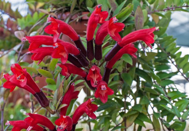 Колумнея (Columnea)