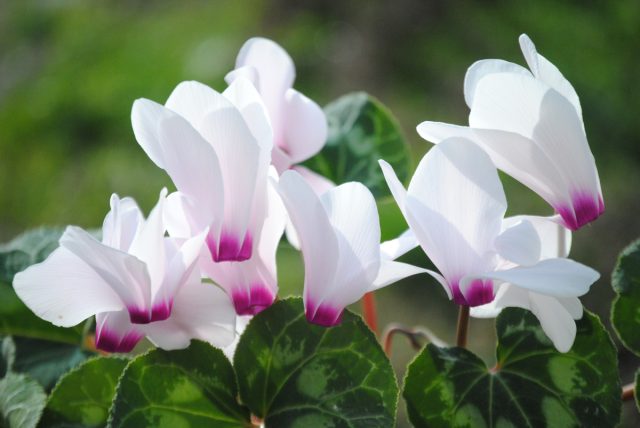 Цикламен (Cyclamen)