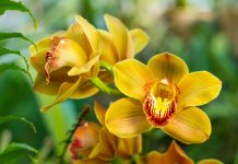 10 комнатных растений, которые расцветают зимой