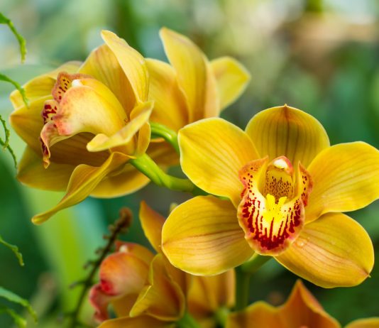 10 комнатных растений, которые расцветают зимой