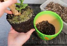 Извлекаем корневой ком из старого горшка, аккуратно отряхивая часть грунта и осматривая корни на предмет поражения болезнями