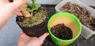 Извлекаем корневой ком из старого горшка, аккуратно отряхивая часть грунта и осматривая корни на предмет поражения болезнями