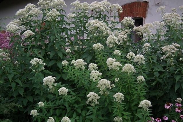 Сорт посконника трубчатого сорт «Айвори Тауэрз» (Eupatorium fistulosum 'Ivory Towers')