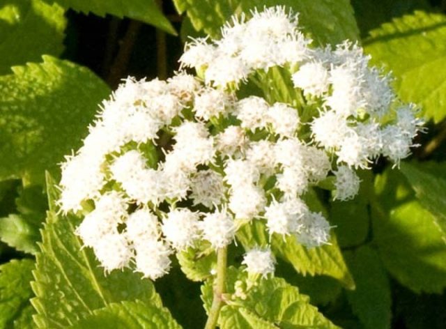 Посконник морщинистый сорта «Браунлауб» (Eupatorium rugosa 'Braunlaub')