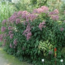 Посконник коноплёвый «Флоре Плено» (Eupatorium cannabinum 'Flore Pleno')